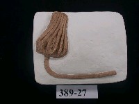 藏品(菌形海百合化石)的圖片